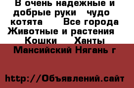 В очень надежные и добрые руки - чудо - котята!!! - Все города Животные и растения » Кошки   . Ханты-Мансийский,Нягань г.